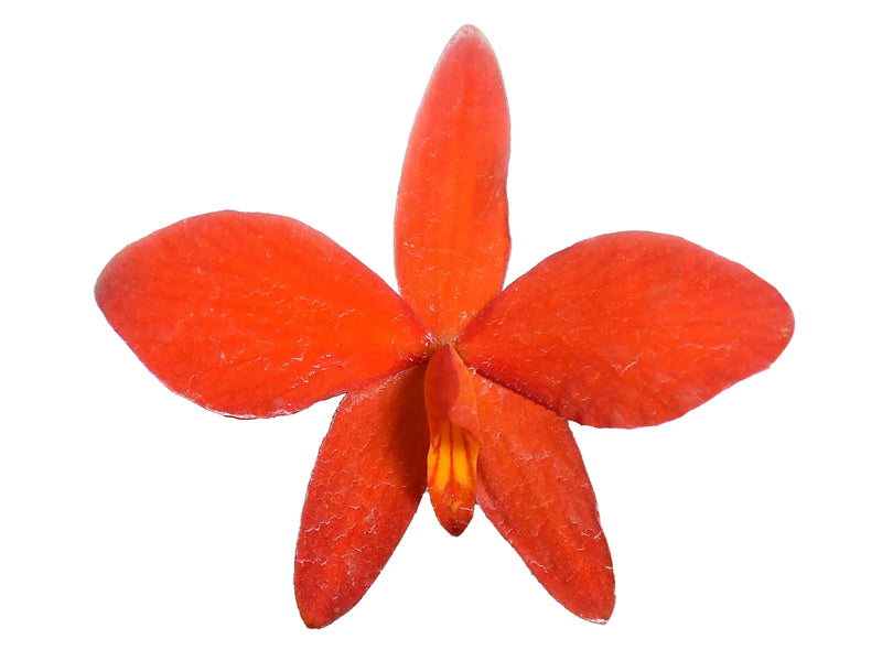 Cattleya coccinea var miniata