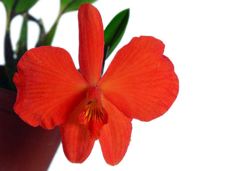 Cattleya coccinea