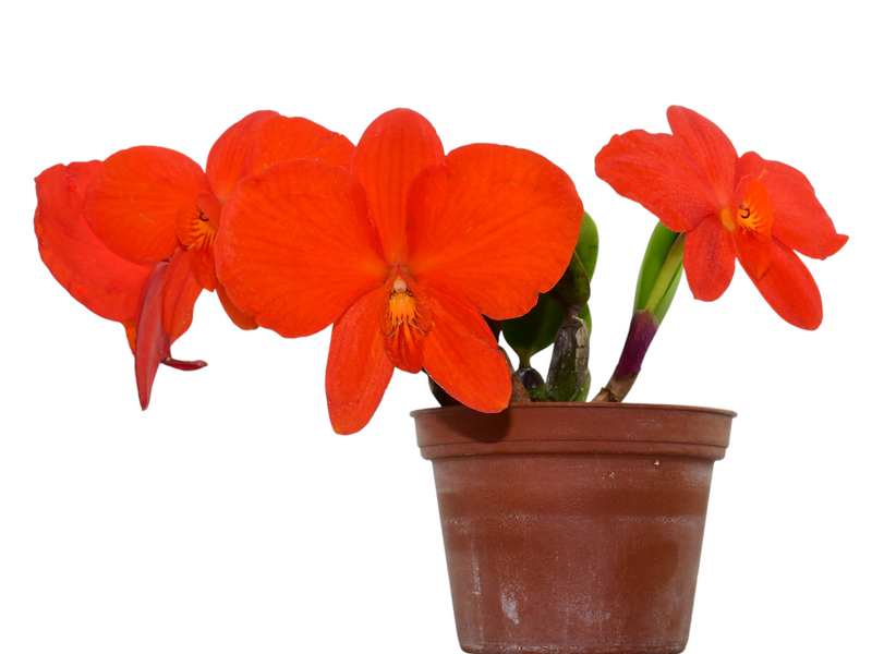 Cattleya coccinea x 'Pepe'