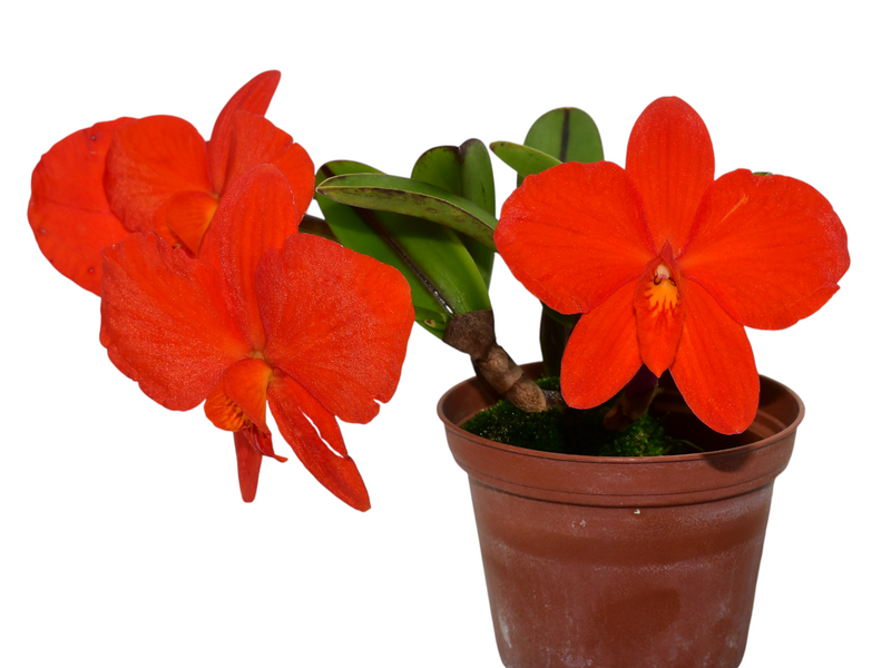 Cattleya coccinea x 'Pepe'