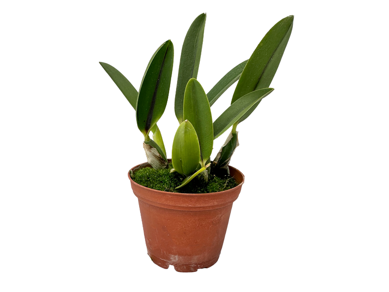 Cattleya coccinea x 'Pepe'