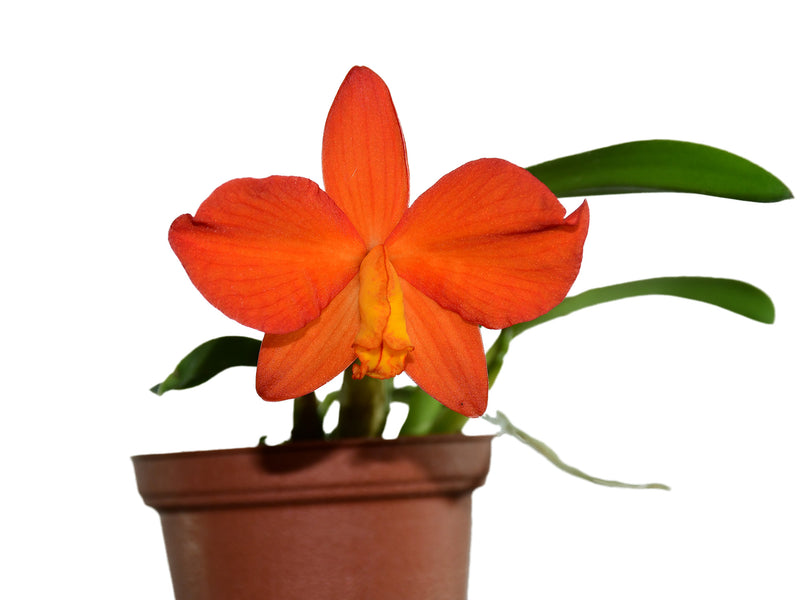 Cattleya coccinea xanthoglossa