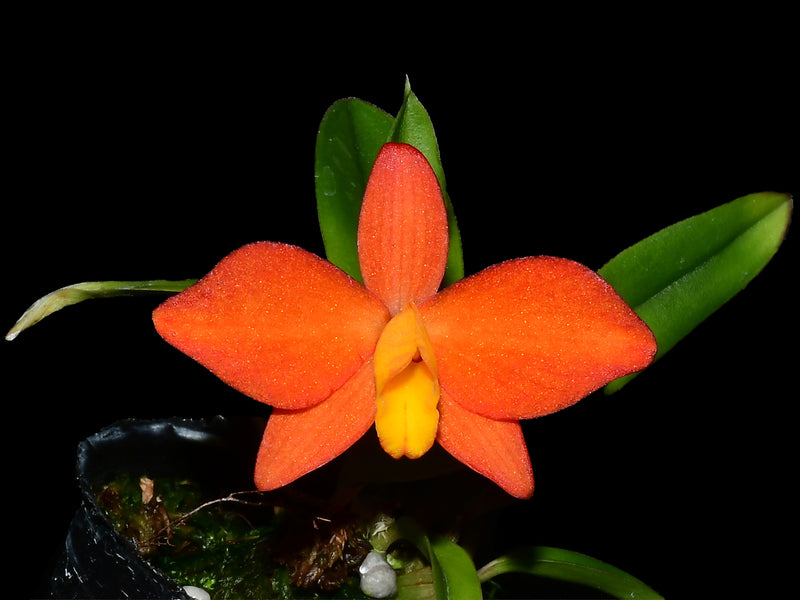 Cattleya coccinea xanthoglossa