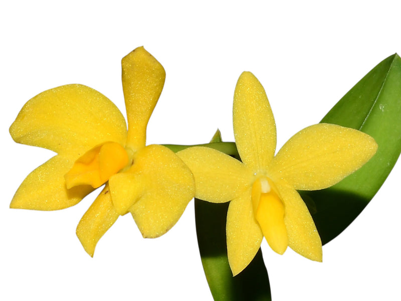 Cattleya coccinea f. xanthina