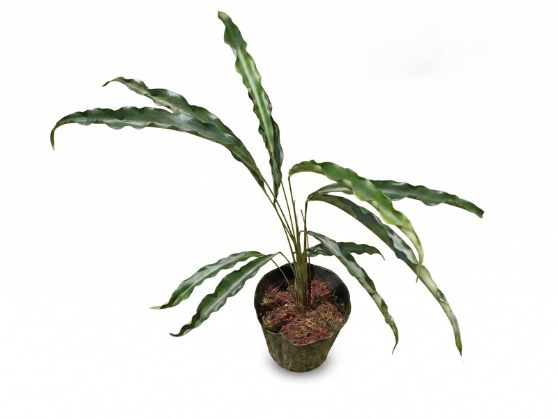 Spathiphyllum Green
