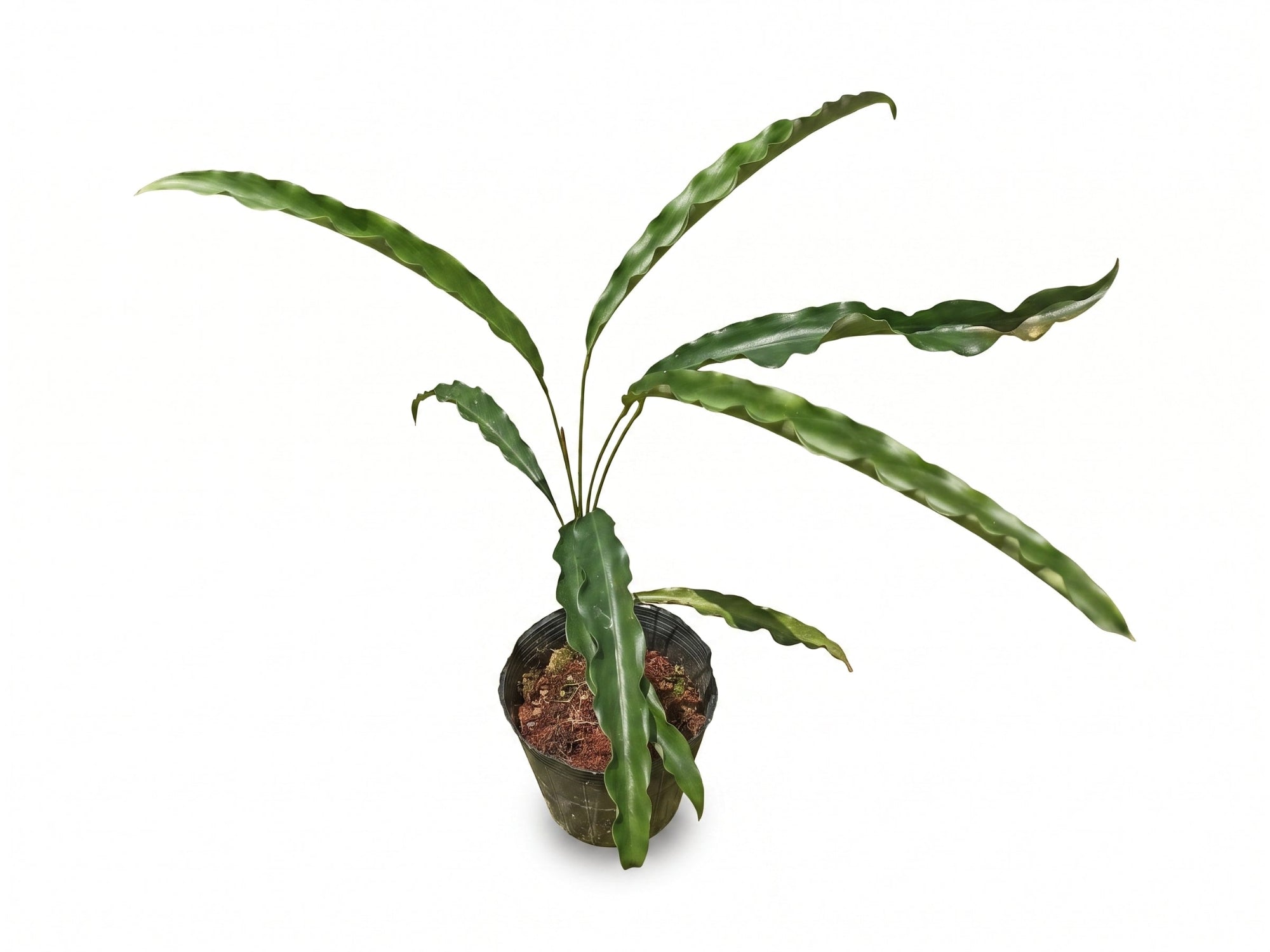 Spathiphyllum Green