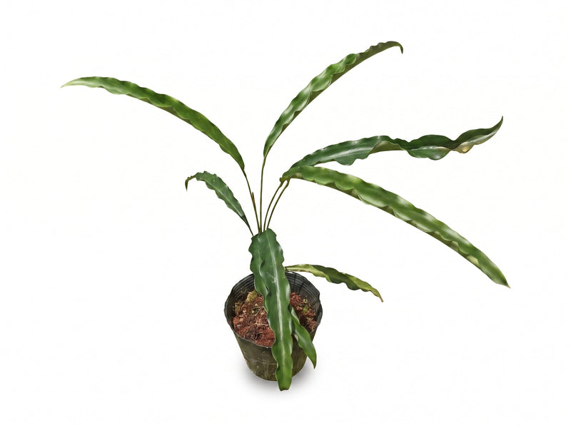Spathiphyllum Green
