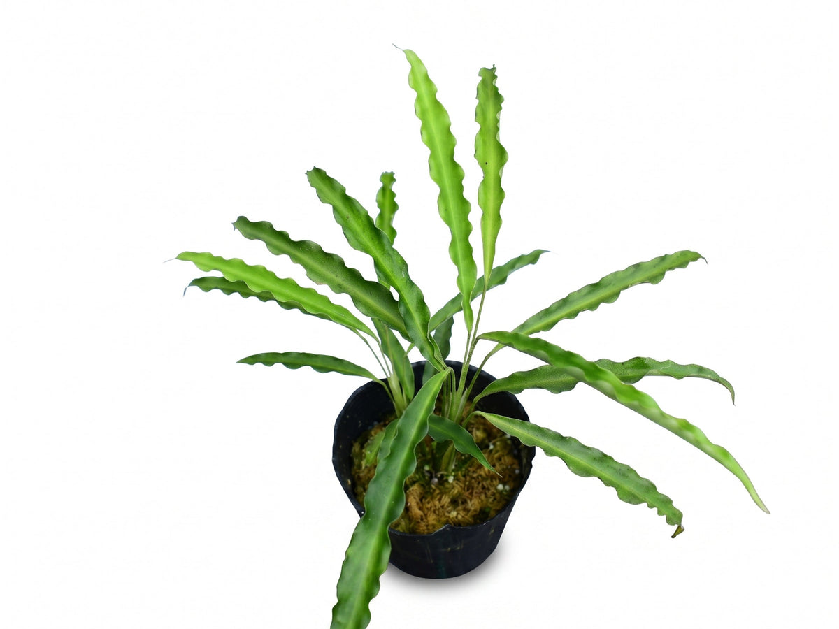 Spathiphyllum Morona Santiago