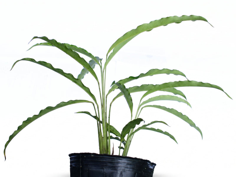 Spathiphyllum Morona Santiago