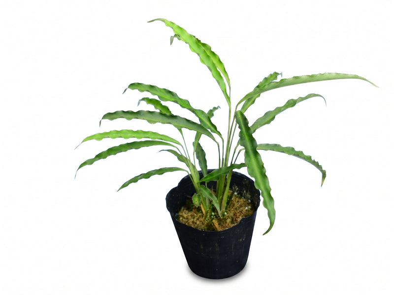 Spathiphyllum Morona Santiago