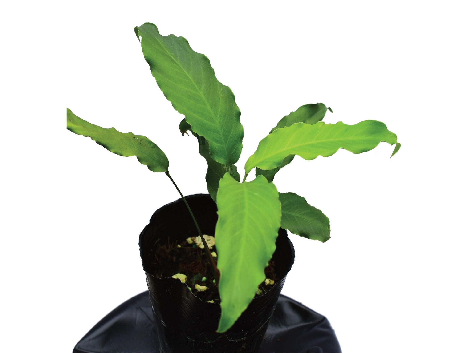 Spathiphyllum Sucumbios