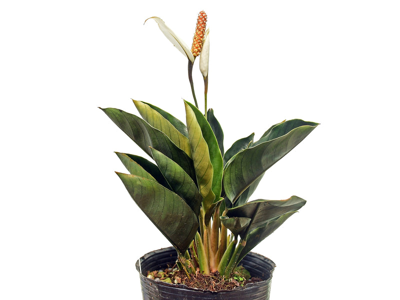 phytophthora peace lily Spathiphyllum ivanportillae — Ecuagenera Orquídeas del Ecuador