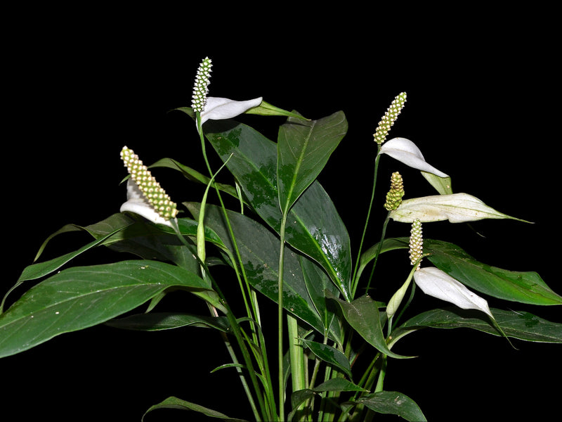 Spathiphyllum pygmaeum