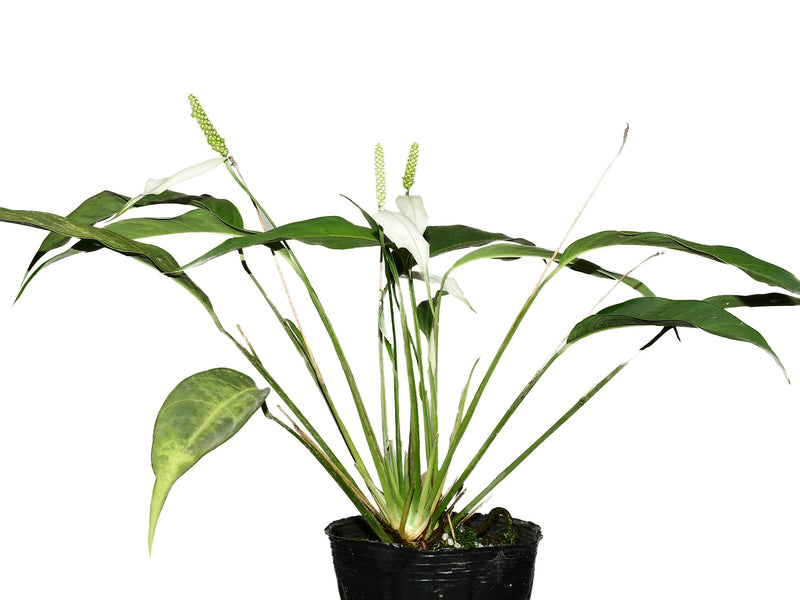Spathiphyllum pygmaeum