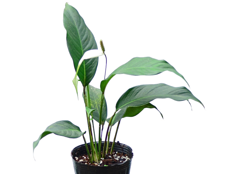 Spathiphyllum pygmaeum