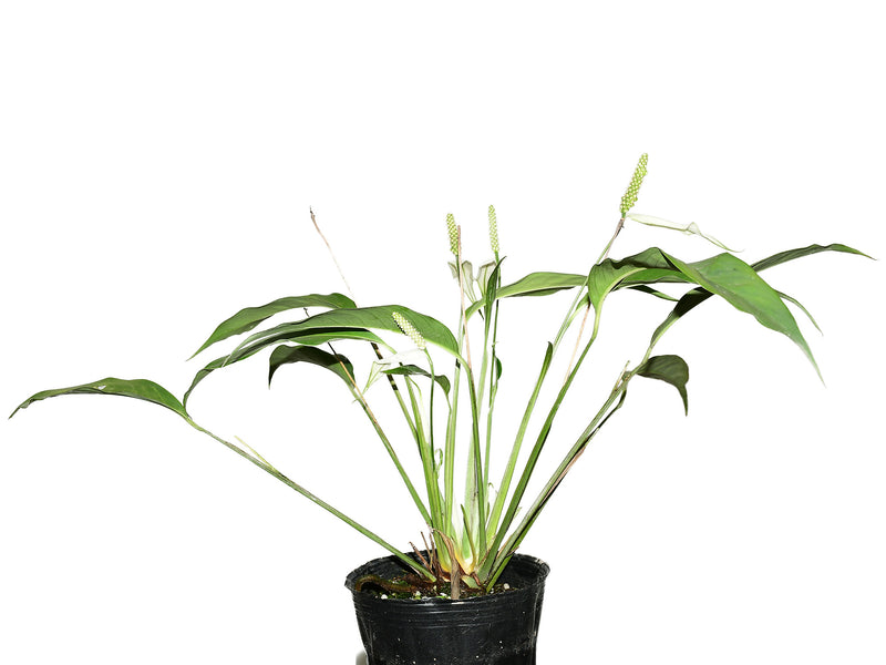 Spathiphyllum pygmaeum