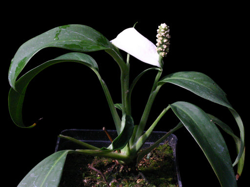 anthurium lanceolatum Spathiphyllum pygmaeum — Ecuagenera Orquídeas del Ecuador