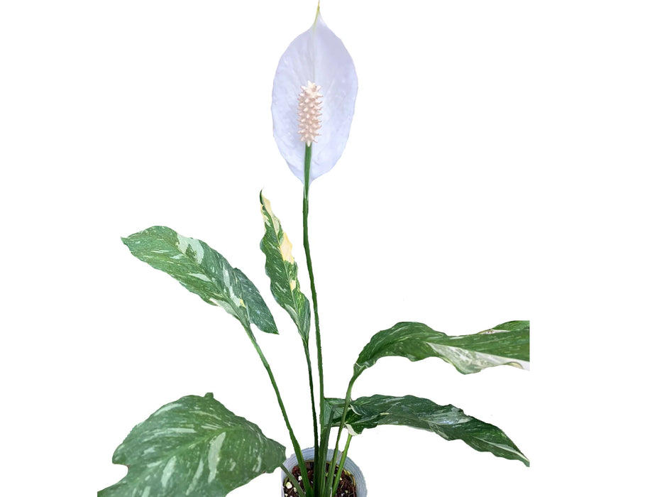 Spathiphyllum wallisii variegated