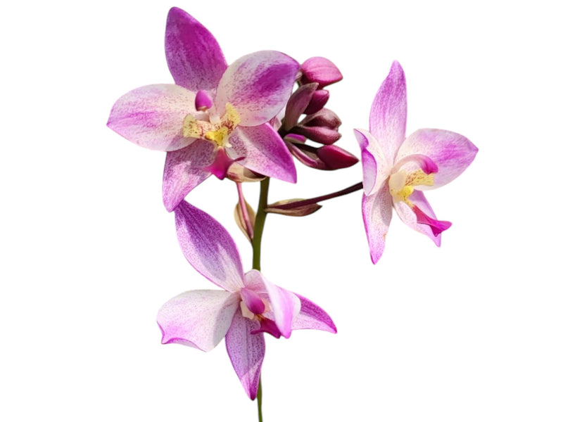 Spathoglottis Far Out Freckles