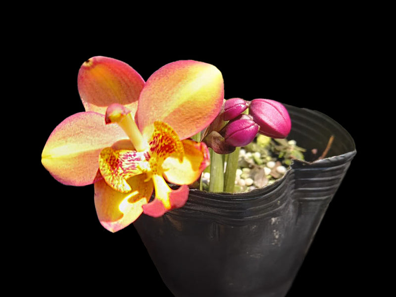 Spathoglottis Heart's Blood