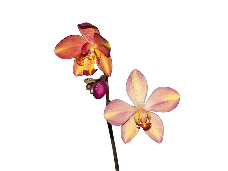 Spathoglottis Heart's Blood