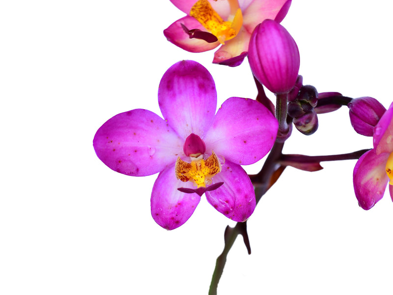 Spathoglottis Rockin Plum