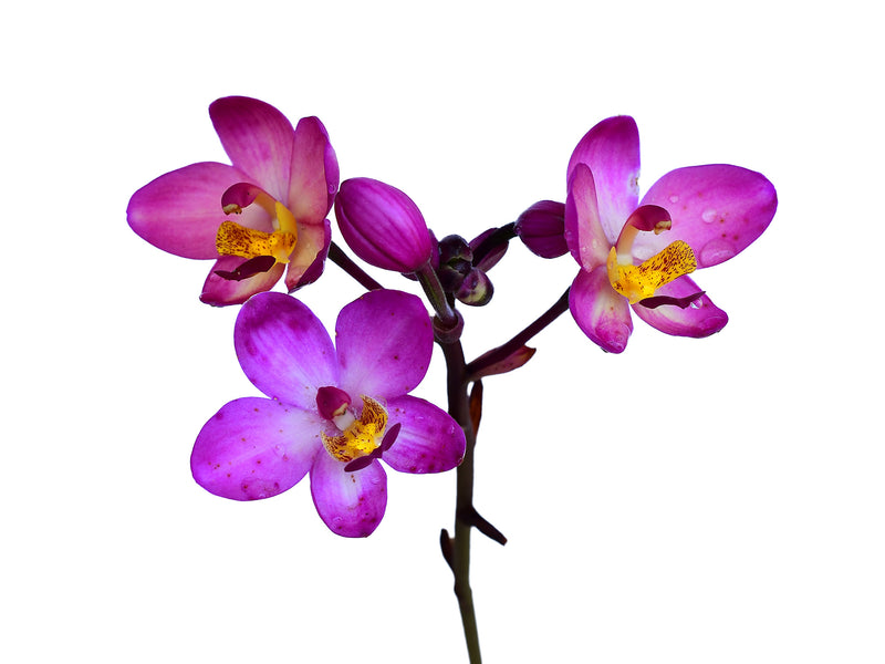 Spathoglottis Rockin Plum