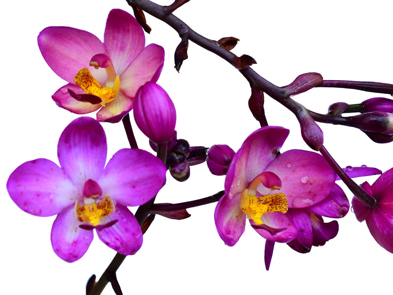 Spathoglottis Rockin Plum