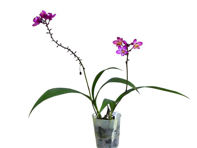 Spathoglottis Rockin Plum