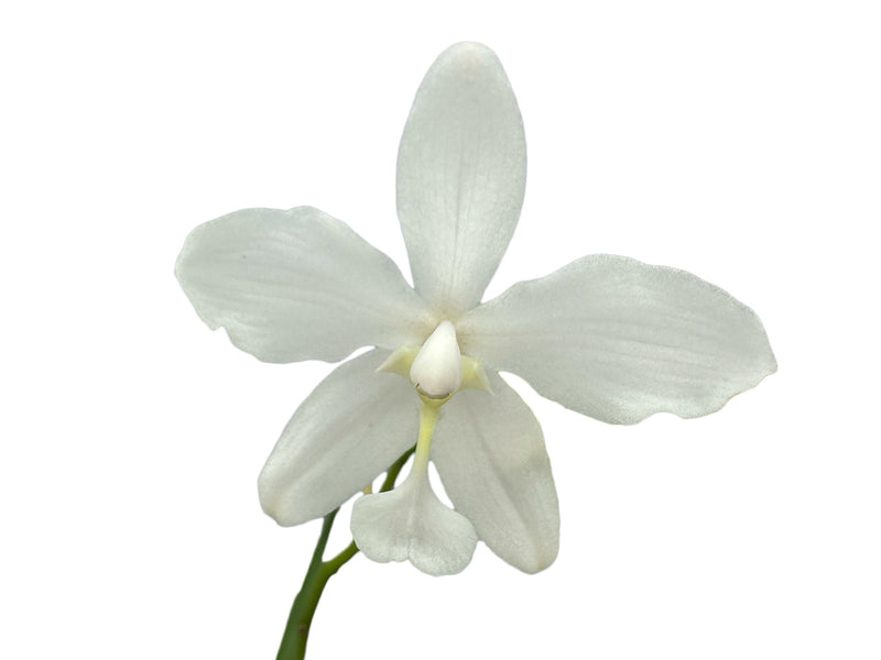 Spathoglottis Snow Angel