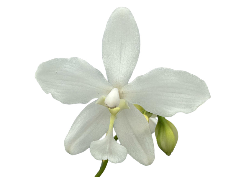 Spathoglottis Snow Angel