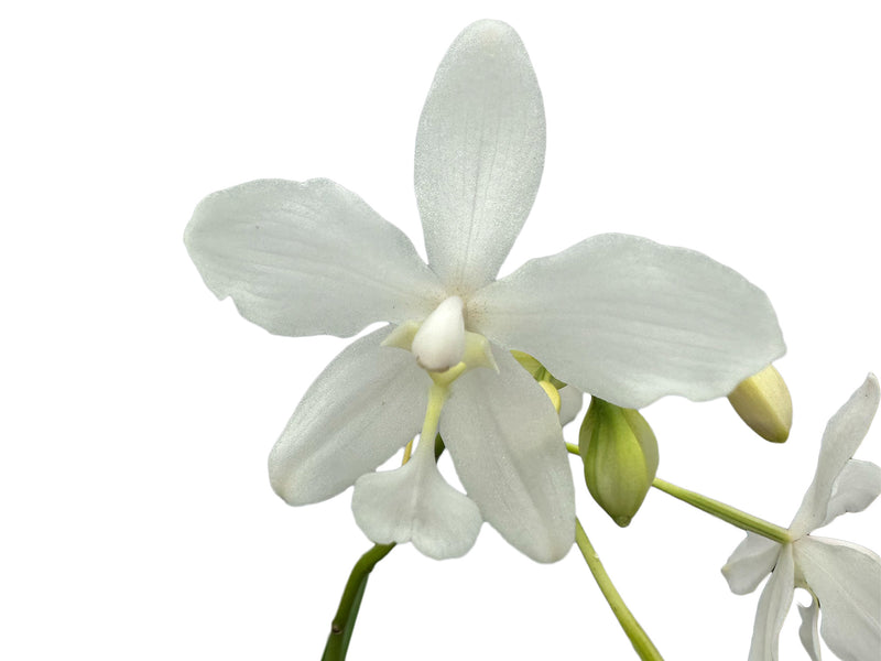 Spathoglottis Snow Angel