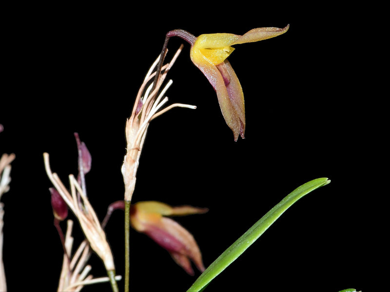 Specklinia byronanguisacae