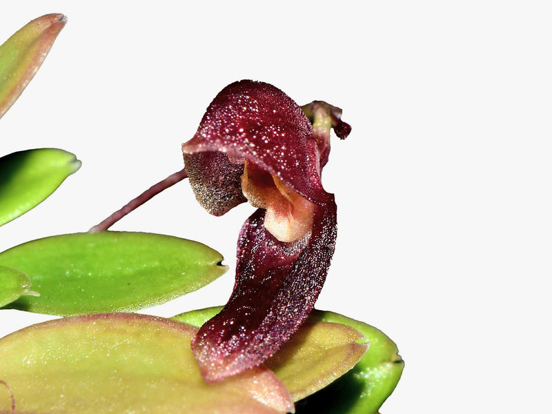 Specklinia colombiana