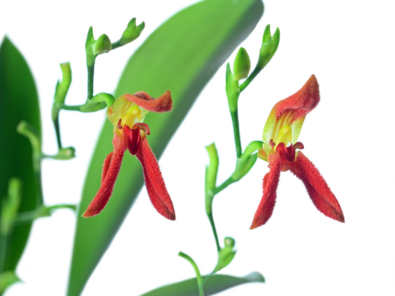 Specklinia endotrachys