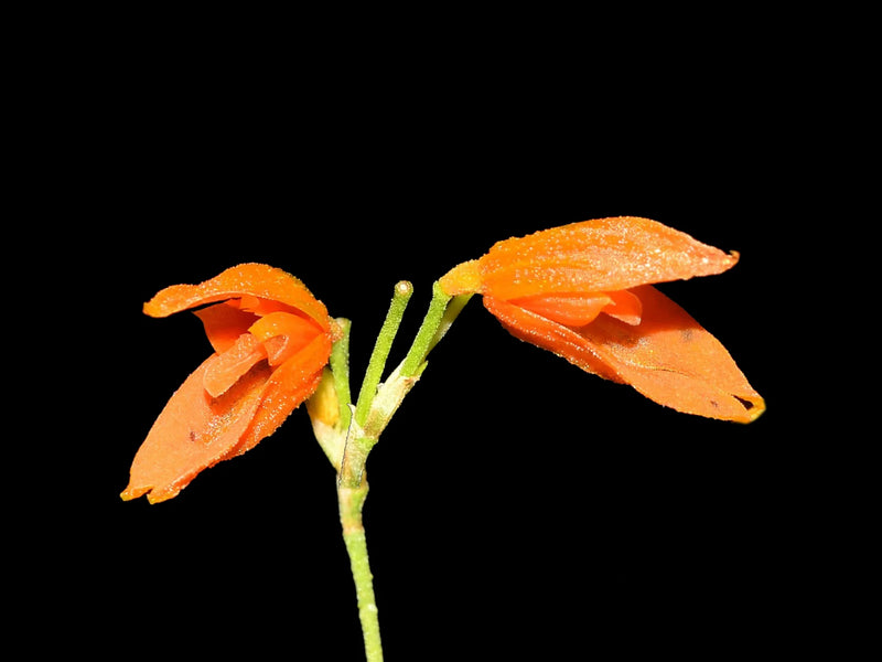 Specklinia glandulosa