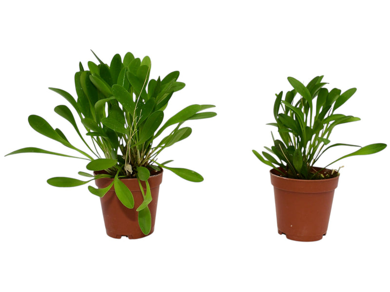 Specklinia grobyi (Big)