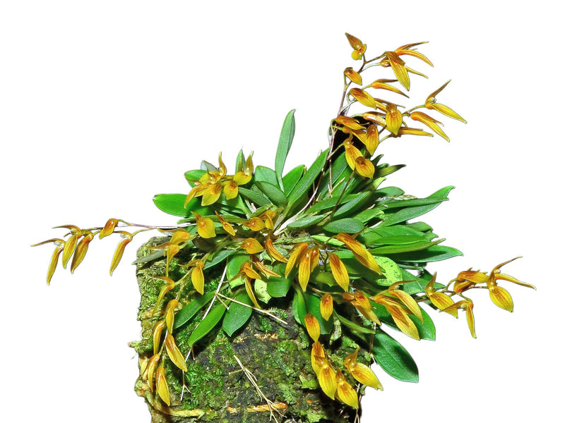 Specklinia kakabadsei