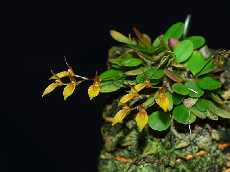 Specklinia kakabadsei