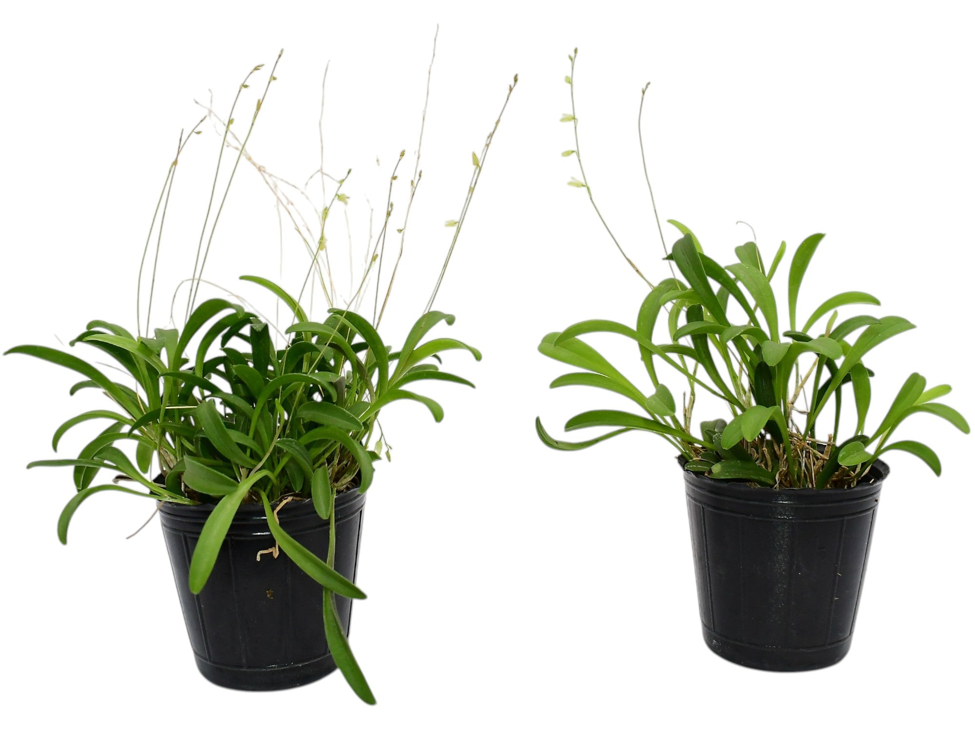 Specklinia producta (Big)