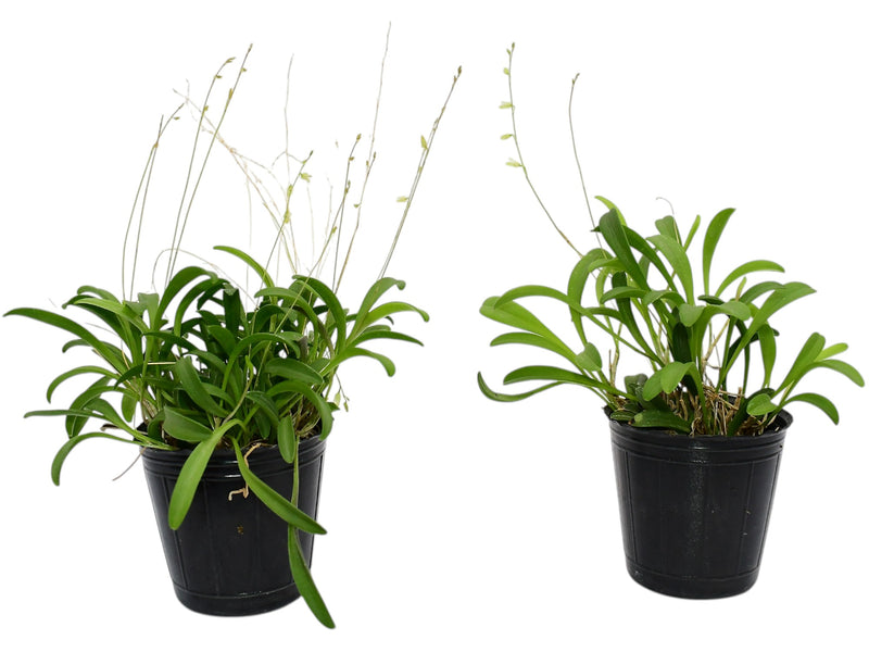 Specklinia producta (Big)