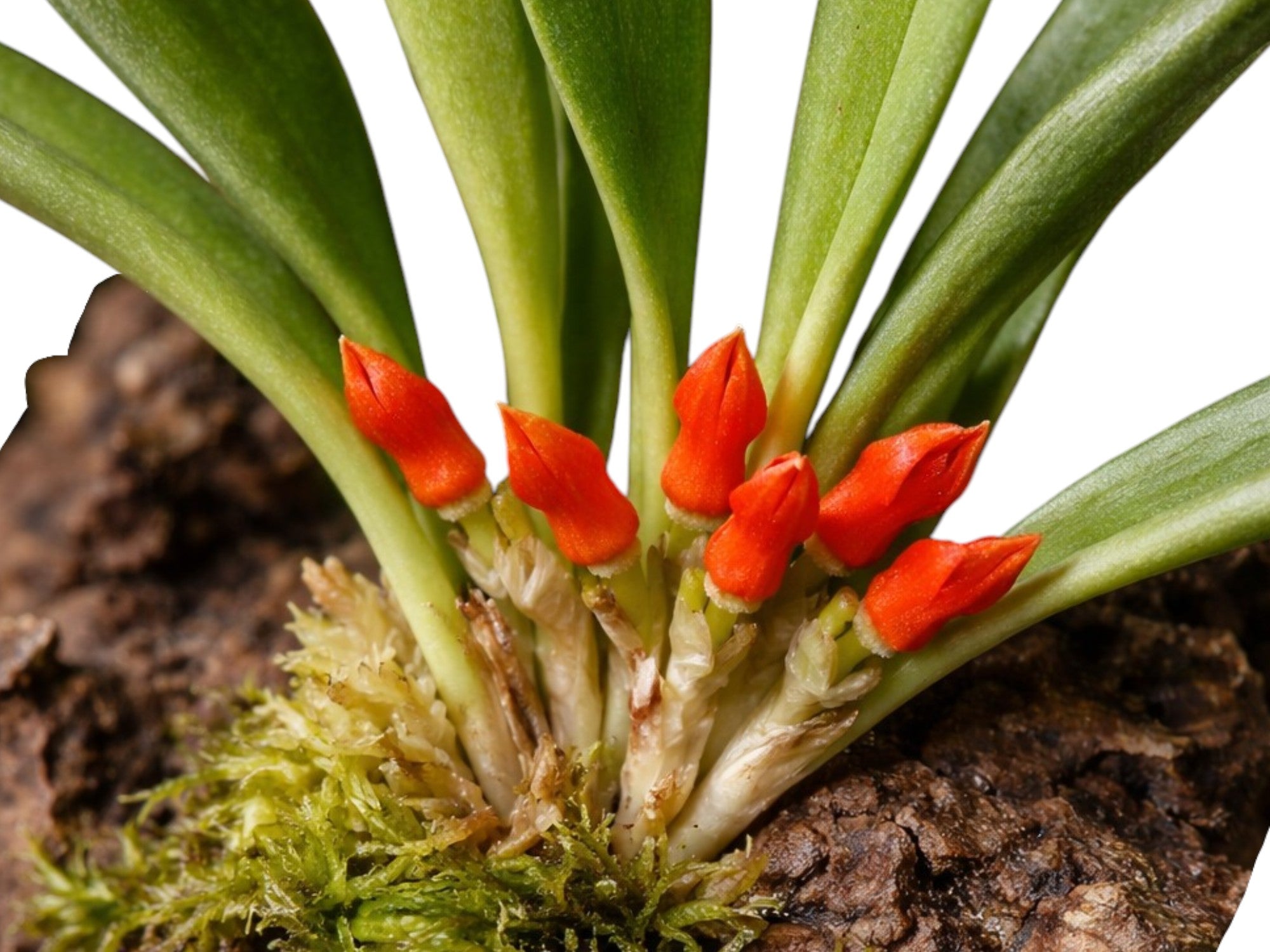 Specklinia tribuloides