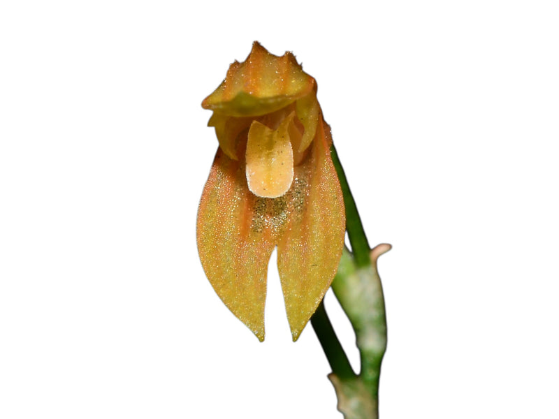 Specklinia vittariifolia