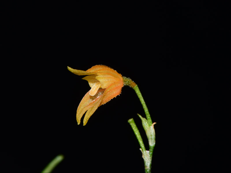 Specklinia vittariifolia