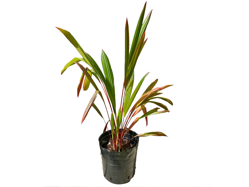 Sphaeradenia purpurea