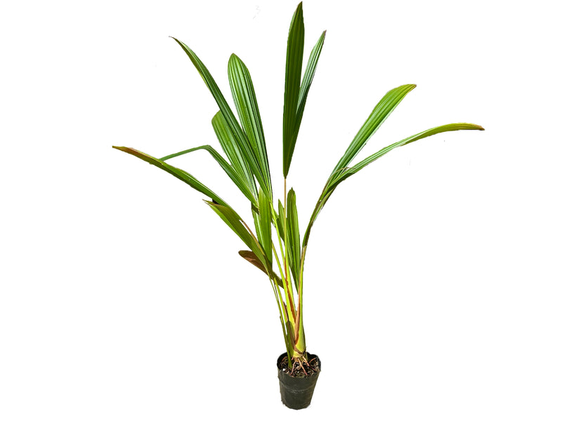 Sphaeradenia purpurea