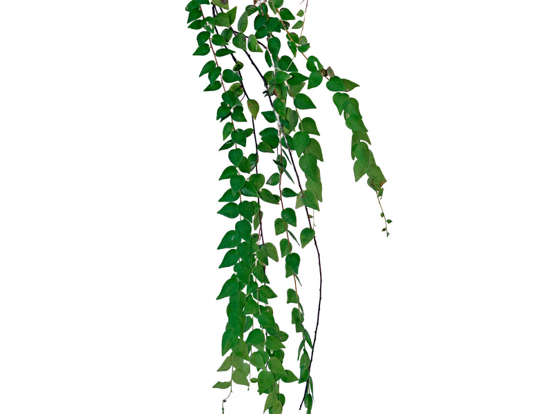 Sphyrospermum buxifolium