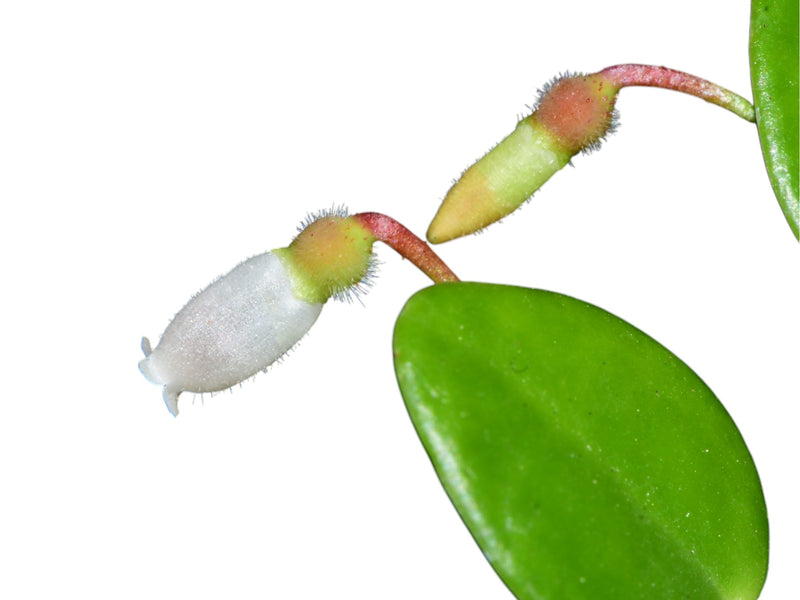 Sphyrospermum buxifolium var Ecuagenera