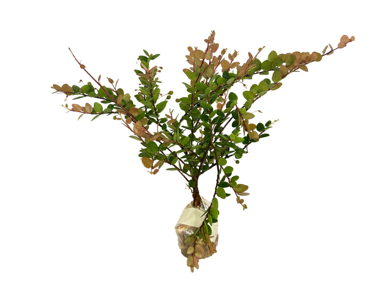 Sphyrospermum buxifolium