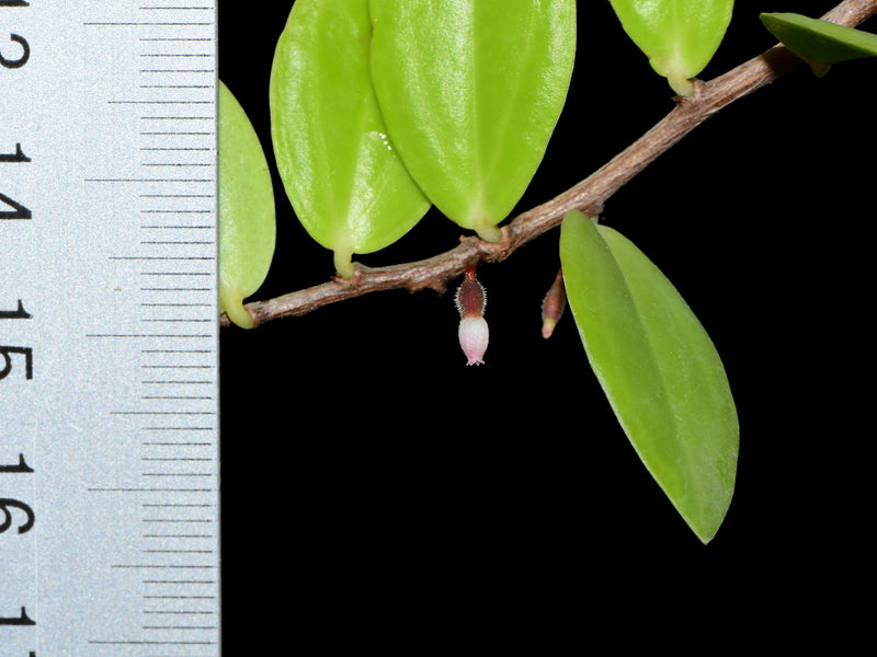 Sphyrospermum buxifolium